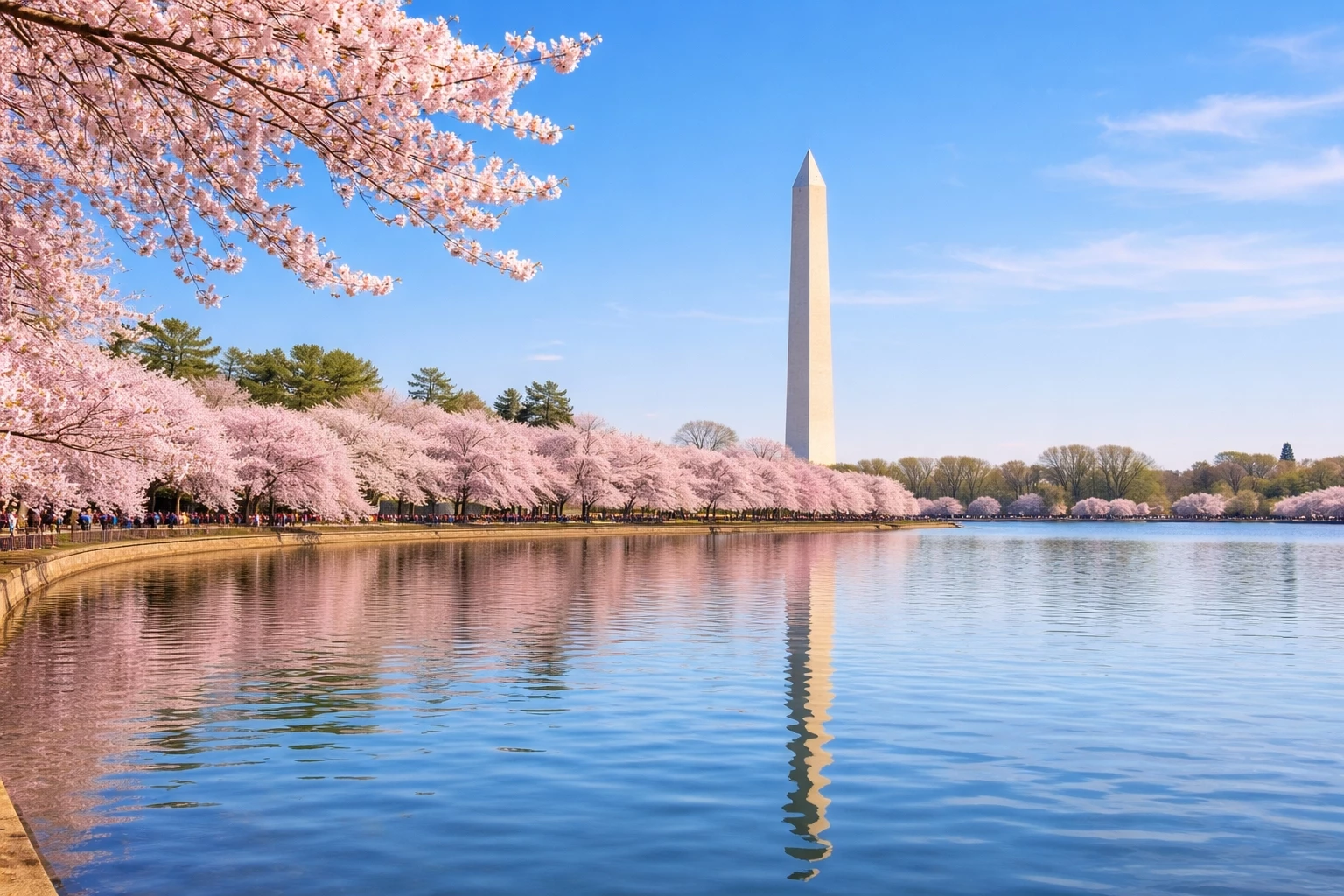 Cherry blossoms in full bloom along the Tidal Basin with the Washington Monument reflected in the water during spring in Washington DC.