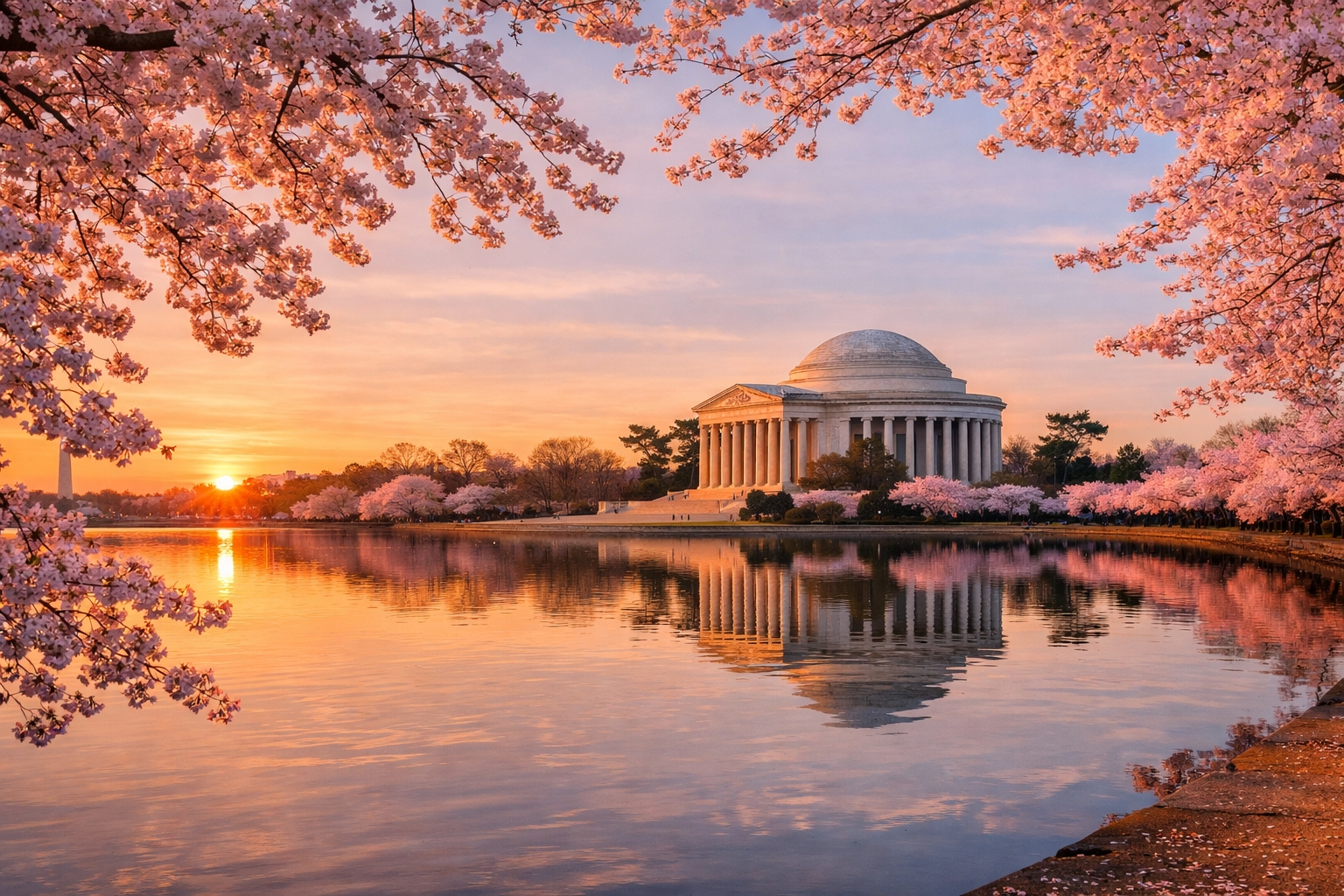 Cherry blossoms in full bloom around the Tidal Basin in Washington DC during spring with the Jefferson Memorial reflecting in the water