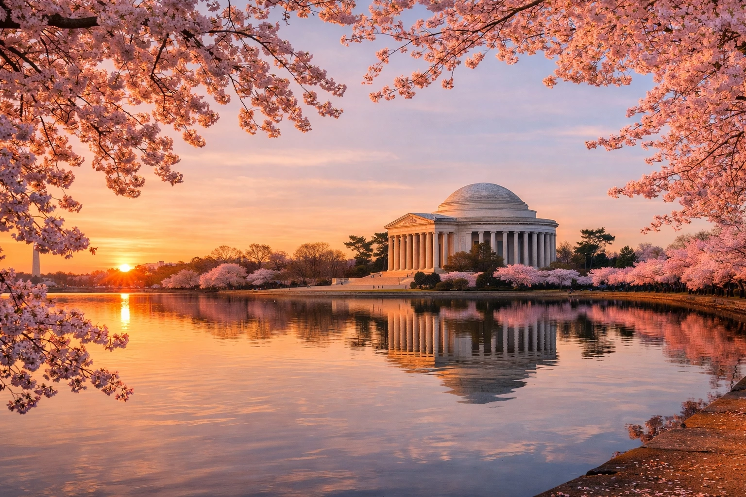 Cherry blossoms in full bloom around the Tidal Basin in Washington DC during spring with the Jefferson Memorial reflecting in the water