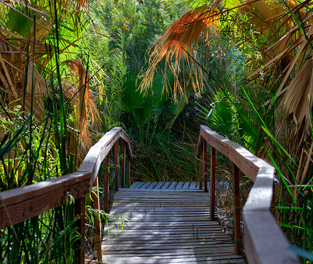 a wooden bridge with trees on either side of it