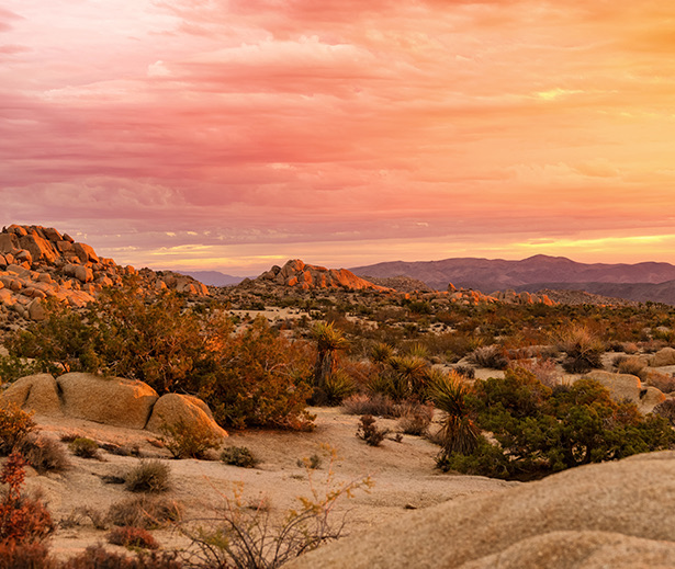a desert landscape with a pink and purple sky