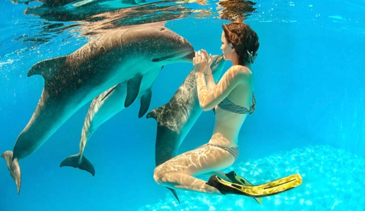 A woman wearing a bikini under water with three light gray dolphins.
