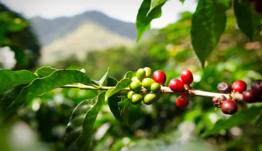Red and green coffee beans on a branch.
