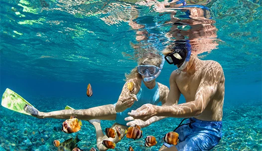 A couple snorkeling in the water holding a shell and watching clownfish swim by.