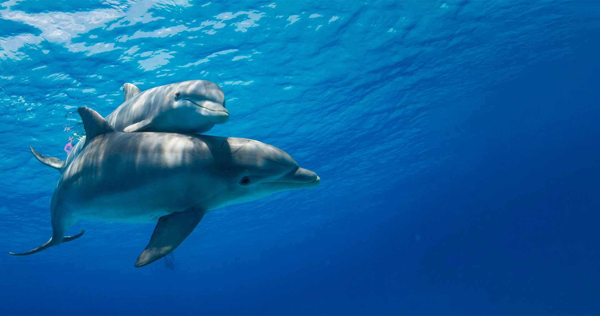 Two gray dolphins swimming together in the bright blue ocean waters.