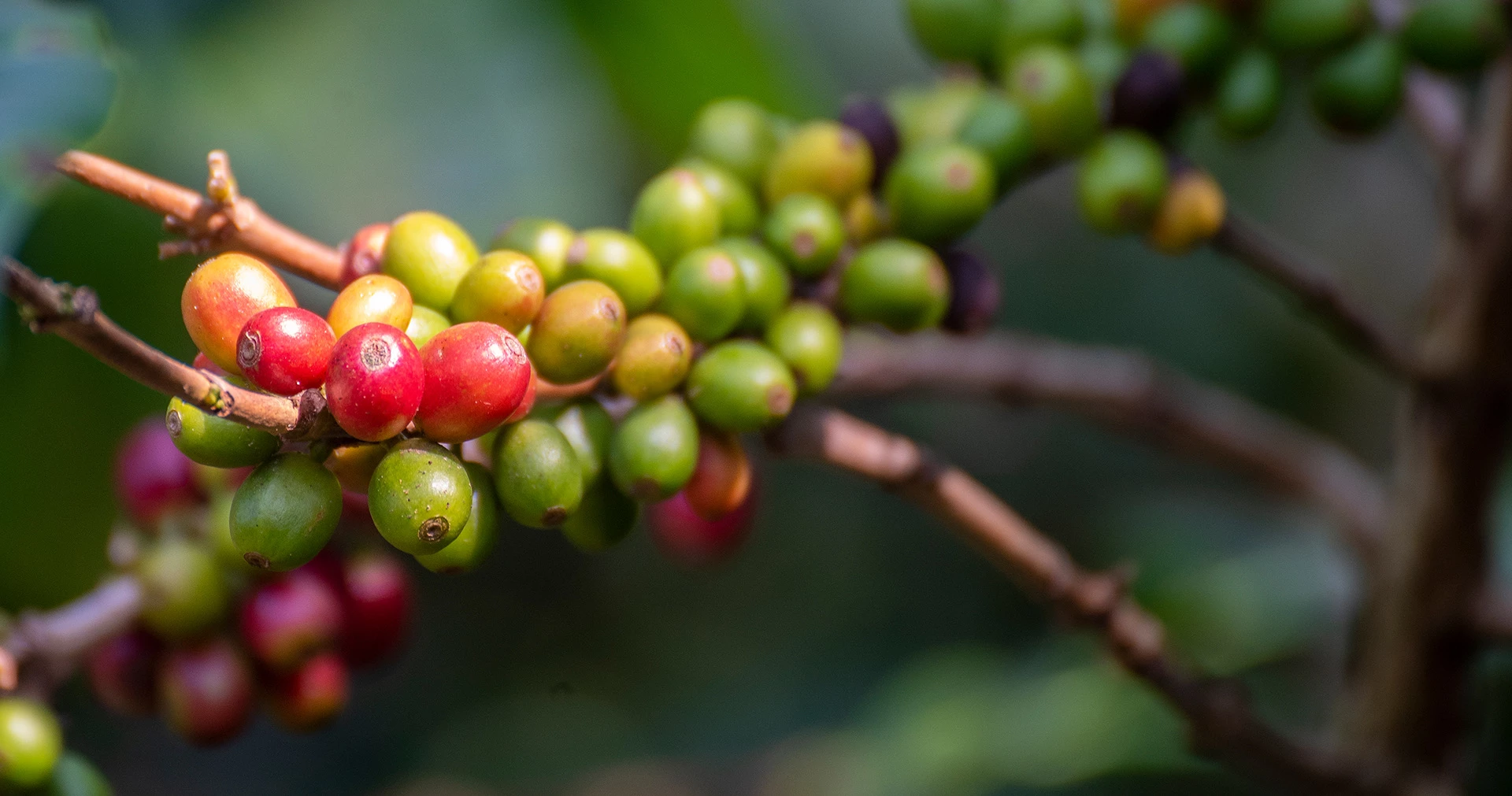 Red and green coffee beans growing on a branch.