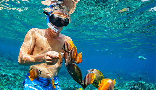 A male wearing blue shorts snorkeling and watching clownfish.