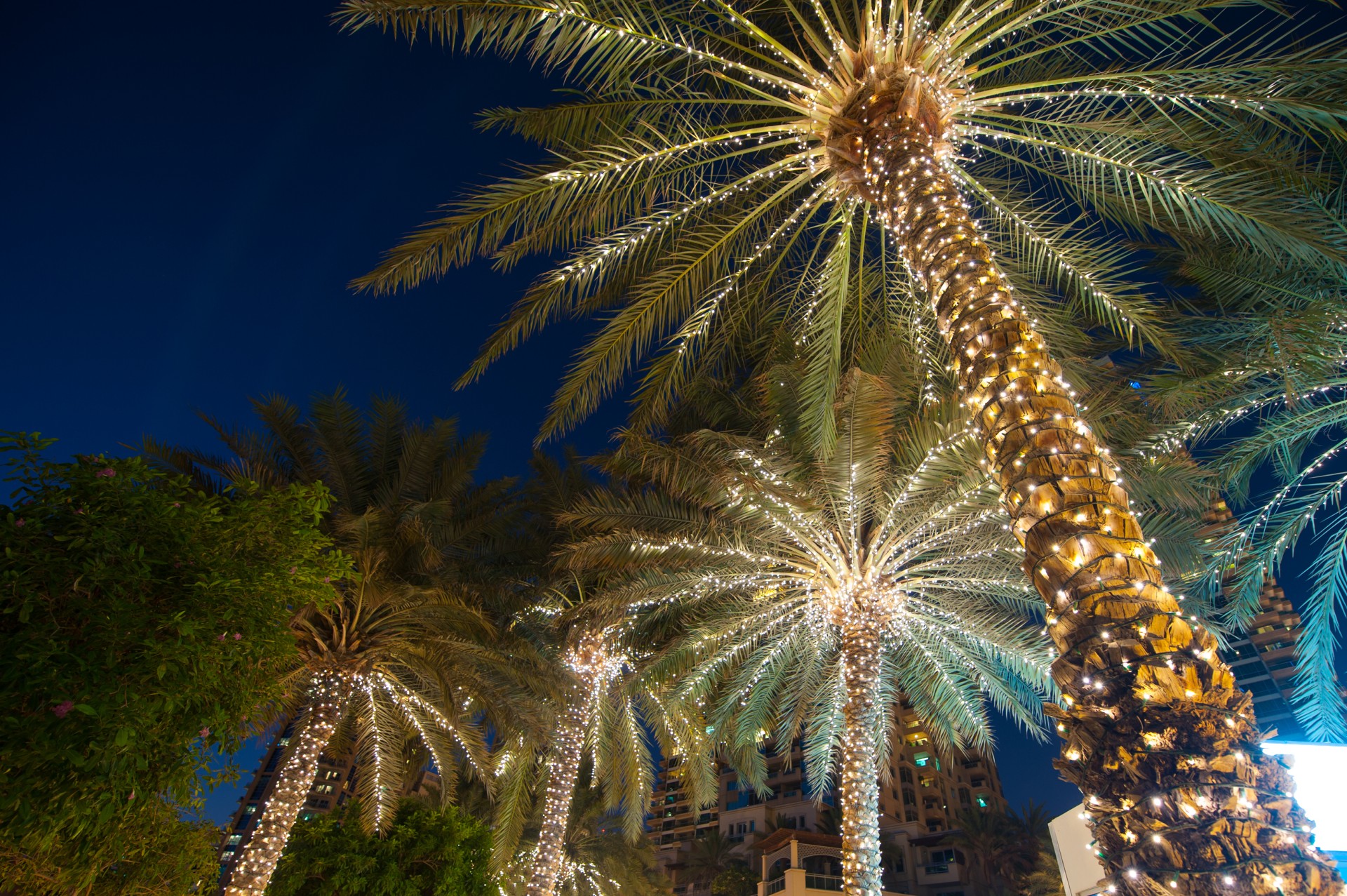 palm trees with lights on them