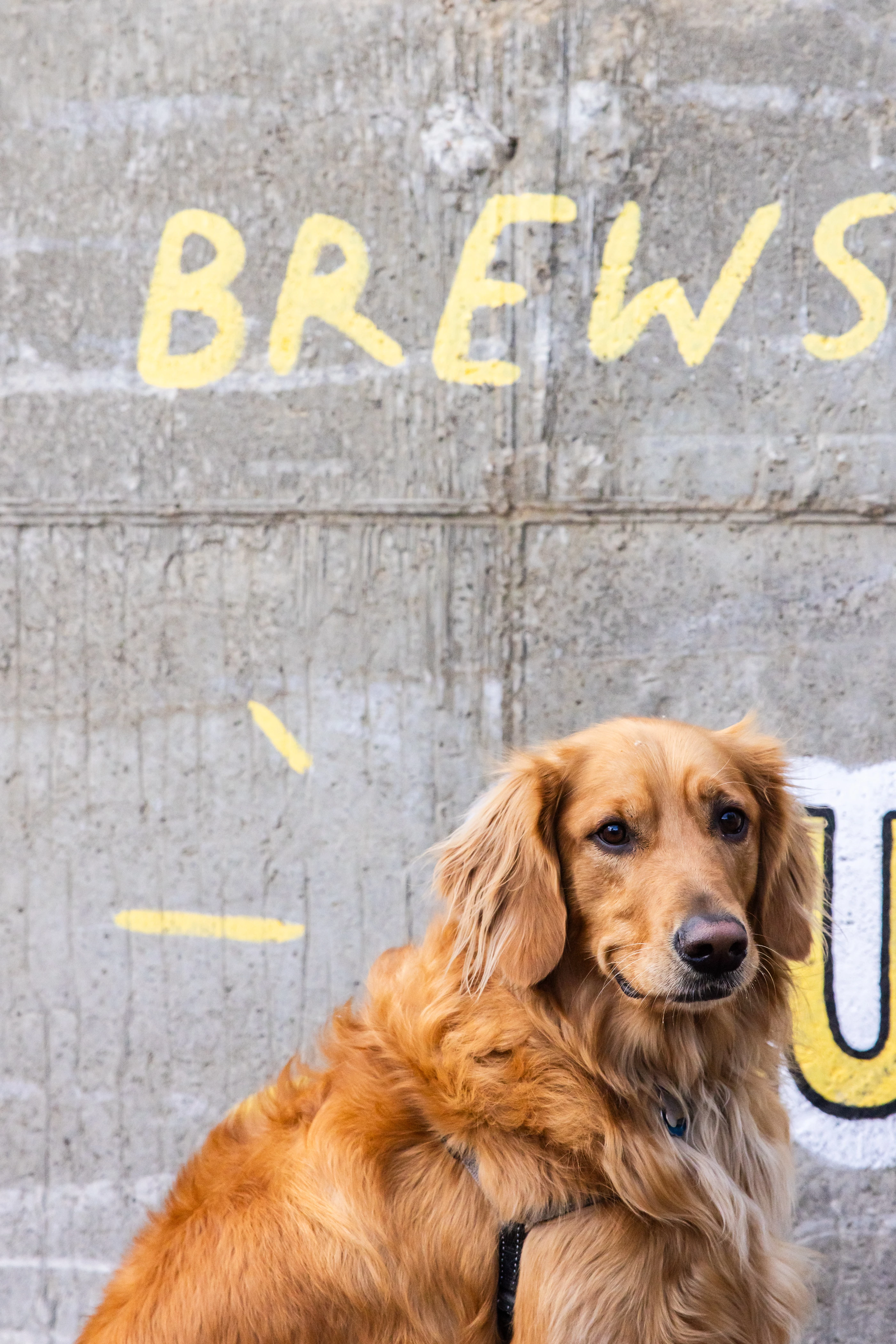 a dog sitting in front of a wall