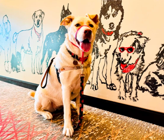 a dog sitting in front of a wall with drawings of dogs