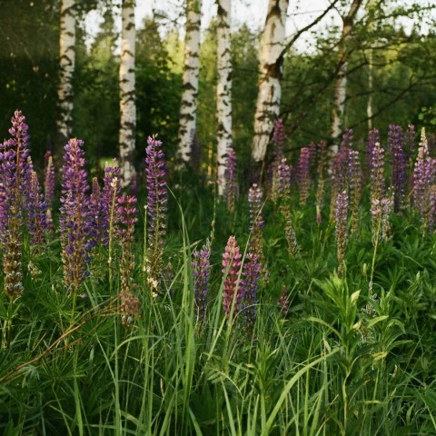 a field of purple flowers