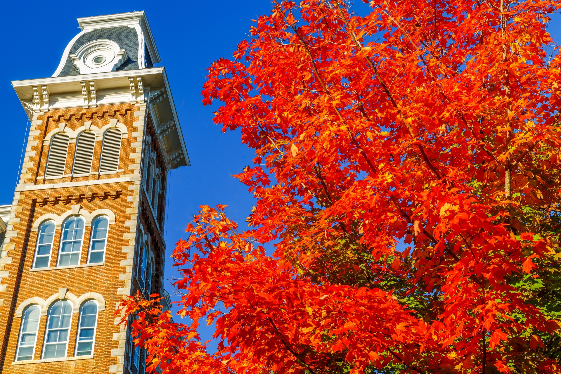 a tree with red leaves