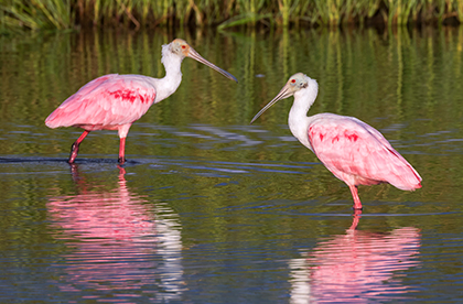 Two birds with pink feathers standing in a body of water