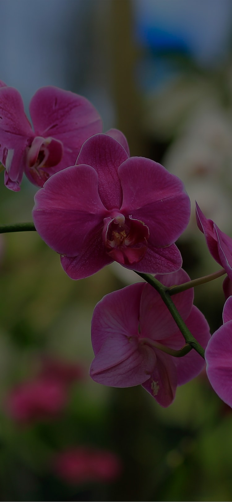 a close up of a flower