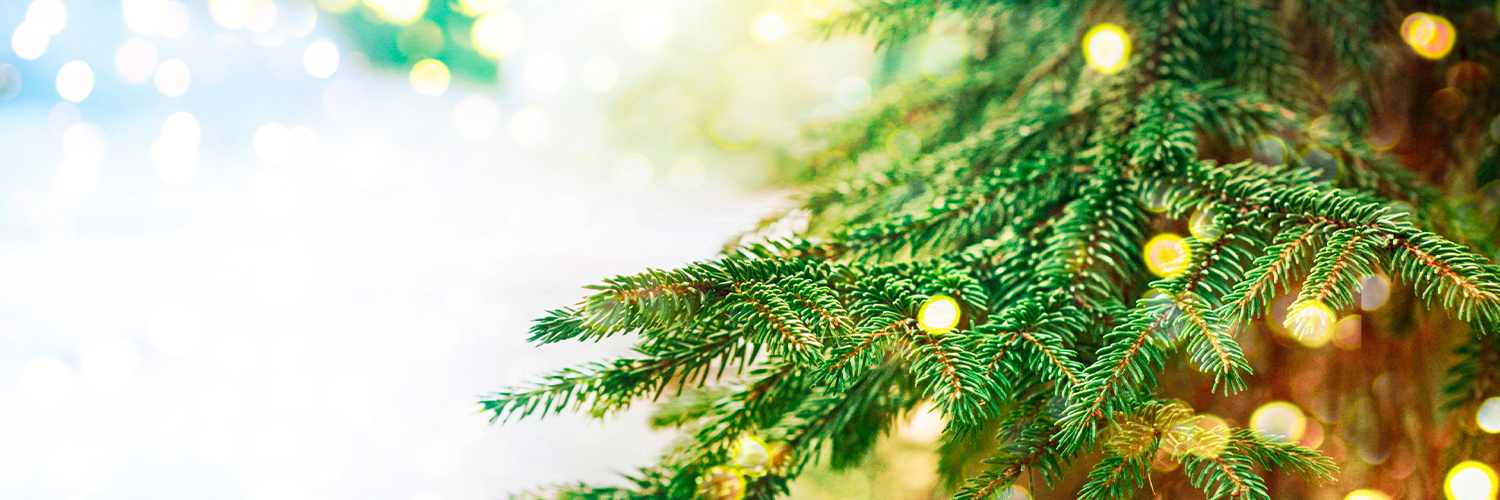 a close up of a tree branch