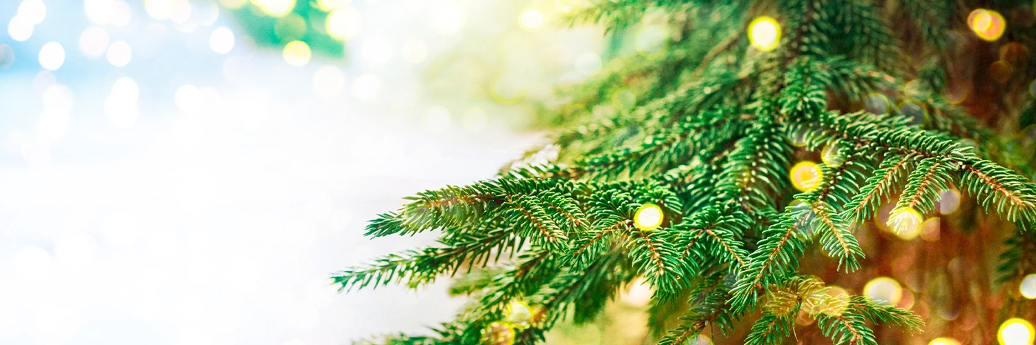 a close up of a tree branch