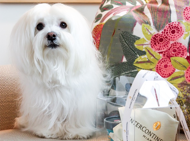 Dog Friendly Hotels in Miami InterContinental Miami