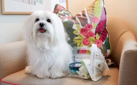a white dog sitting on a couch