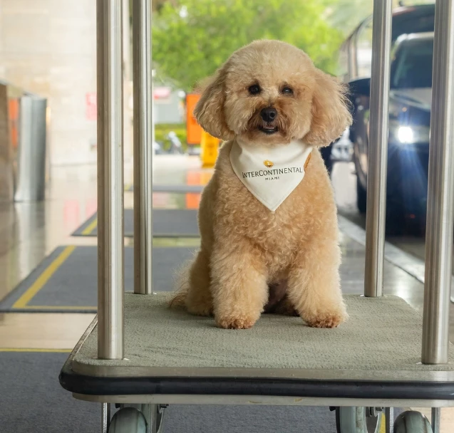 a dog sitting on a cart