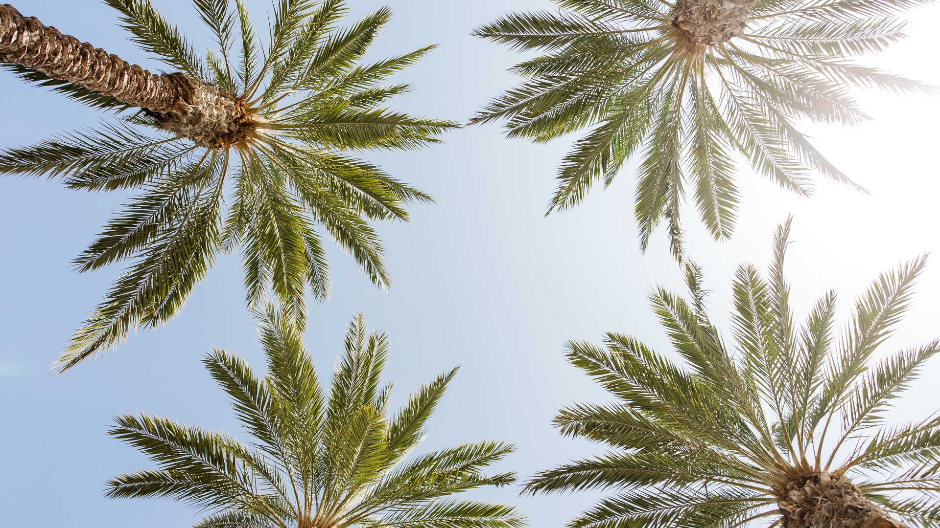 looking up view of palm trees
