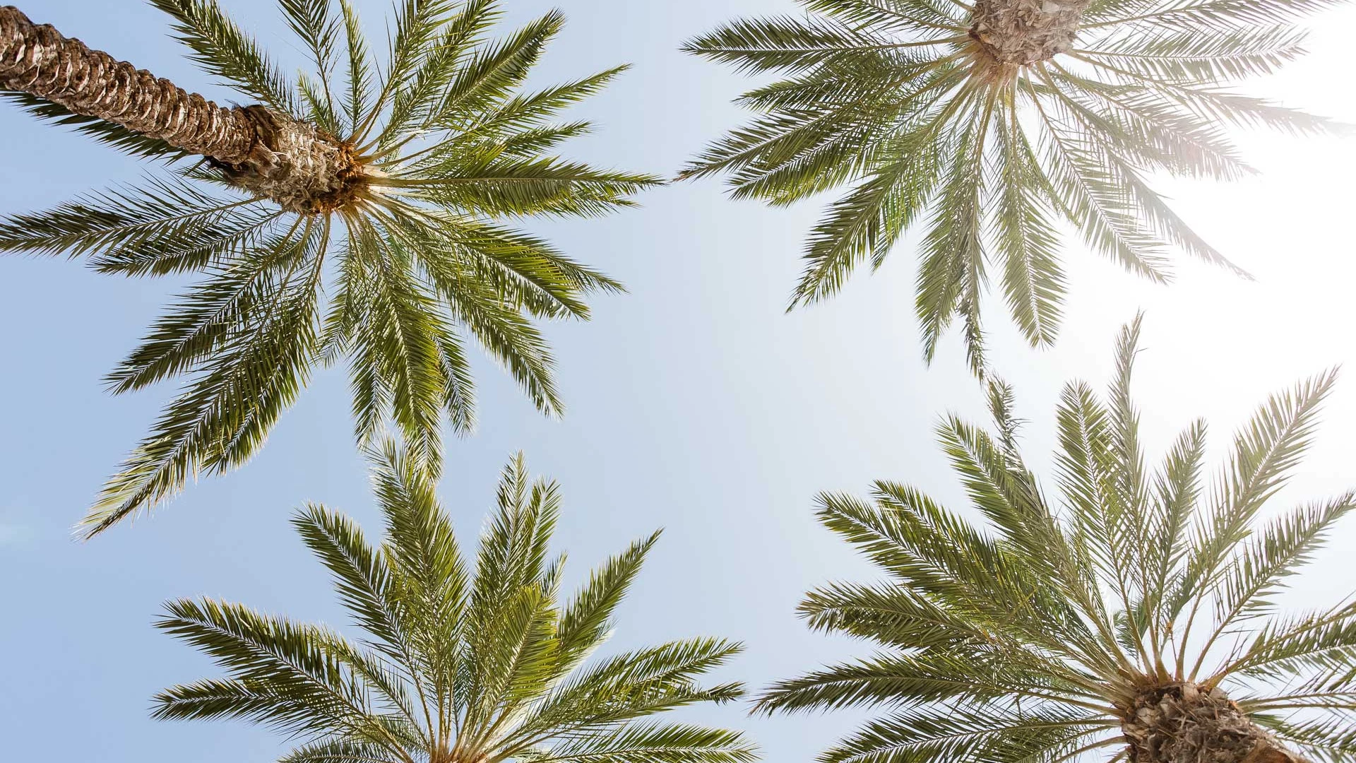 looking up view of palm trees