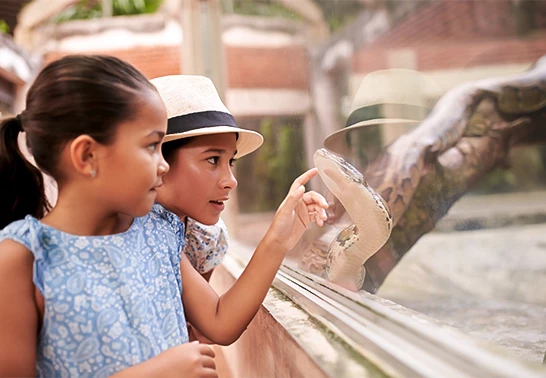 a girl looking at a snake in a glass window