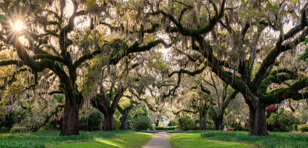 a path with trees and grass