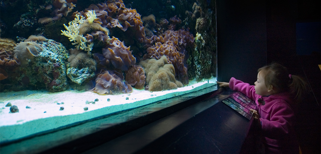 a child looking at an aquarium