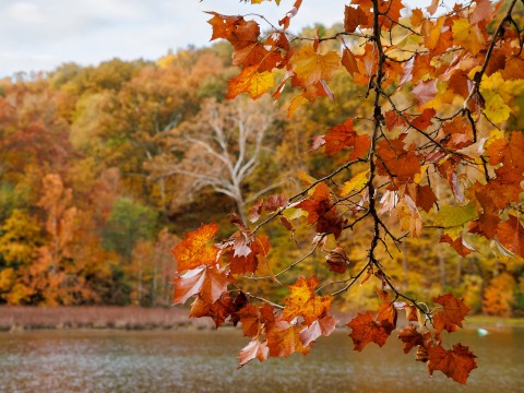 a tree branch with orange leaves