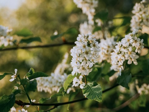 a close up of a white flower