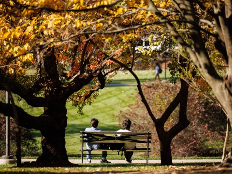 a couple sitting on a bench under a tree