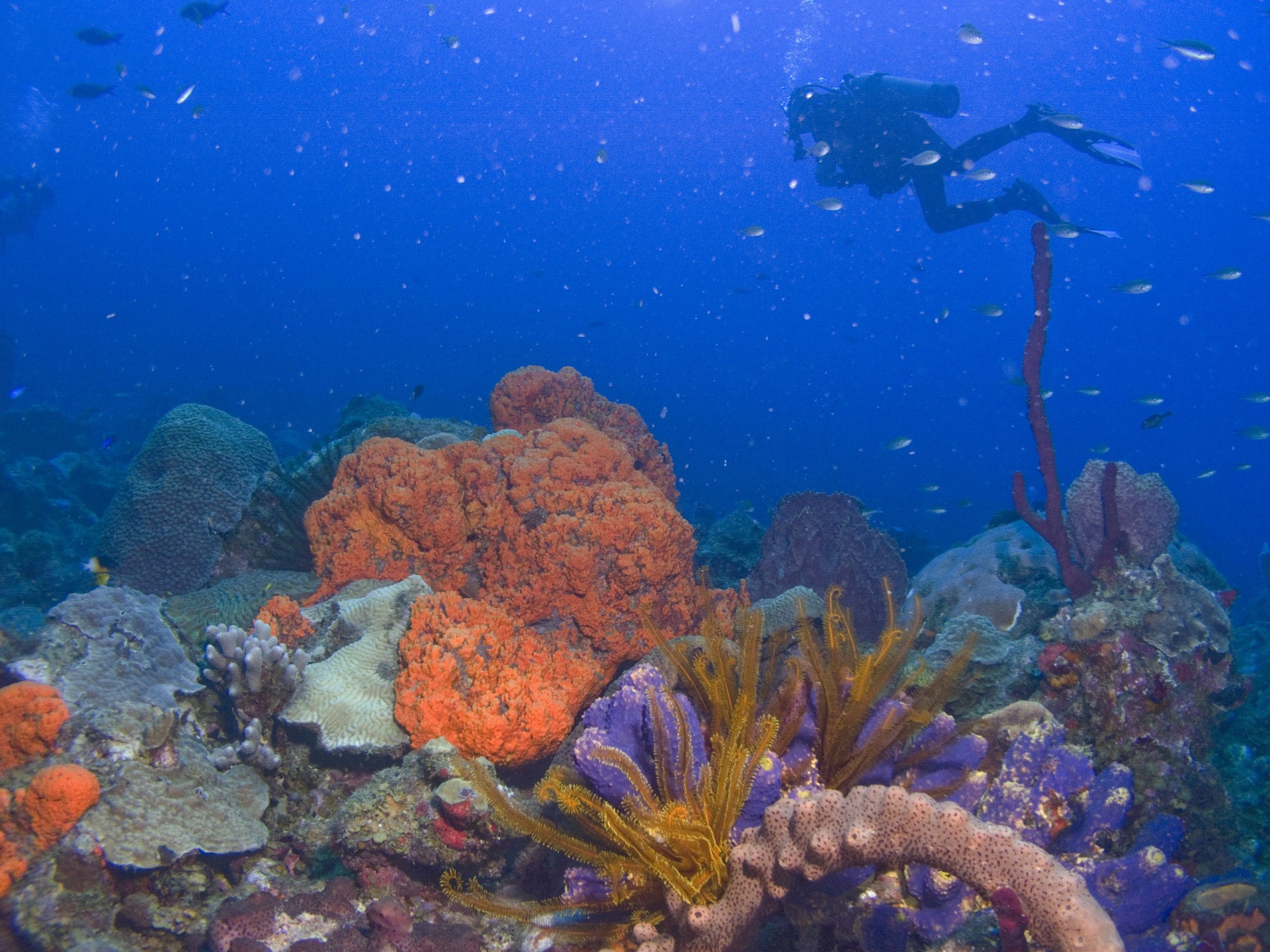 a scuba diver swimming under water