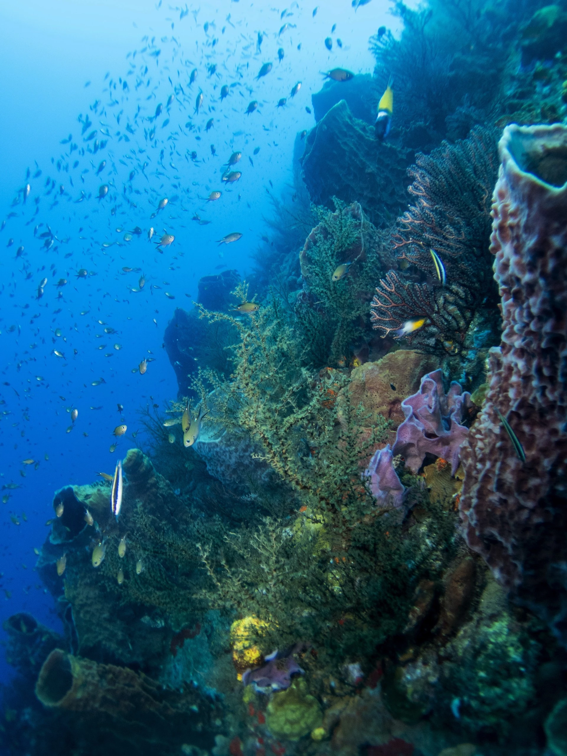 a coral reef with fish and corals