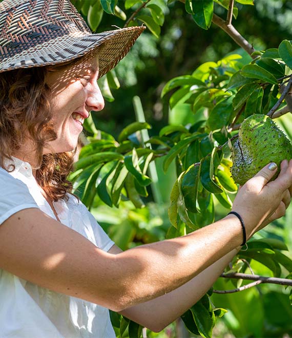 woman picking a green avocado from a tree