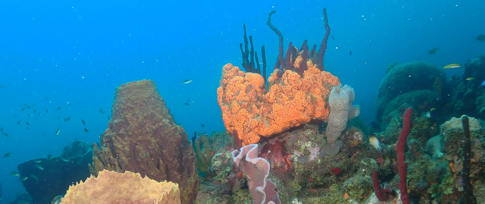 junglebaydominica dive header