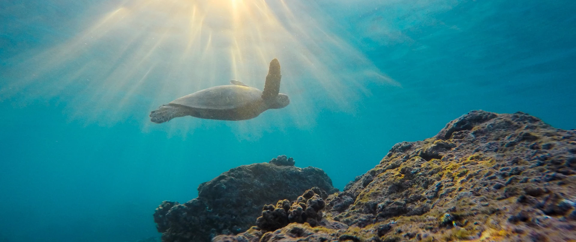 sea turtle swimming underwater