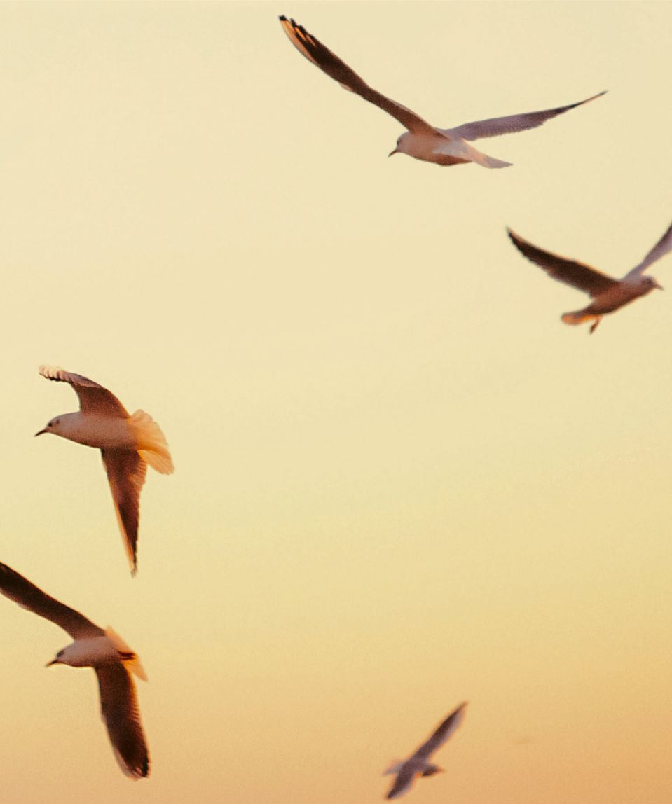 a group of birds flying in the sky