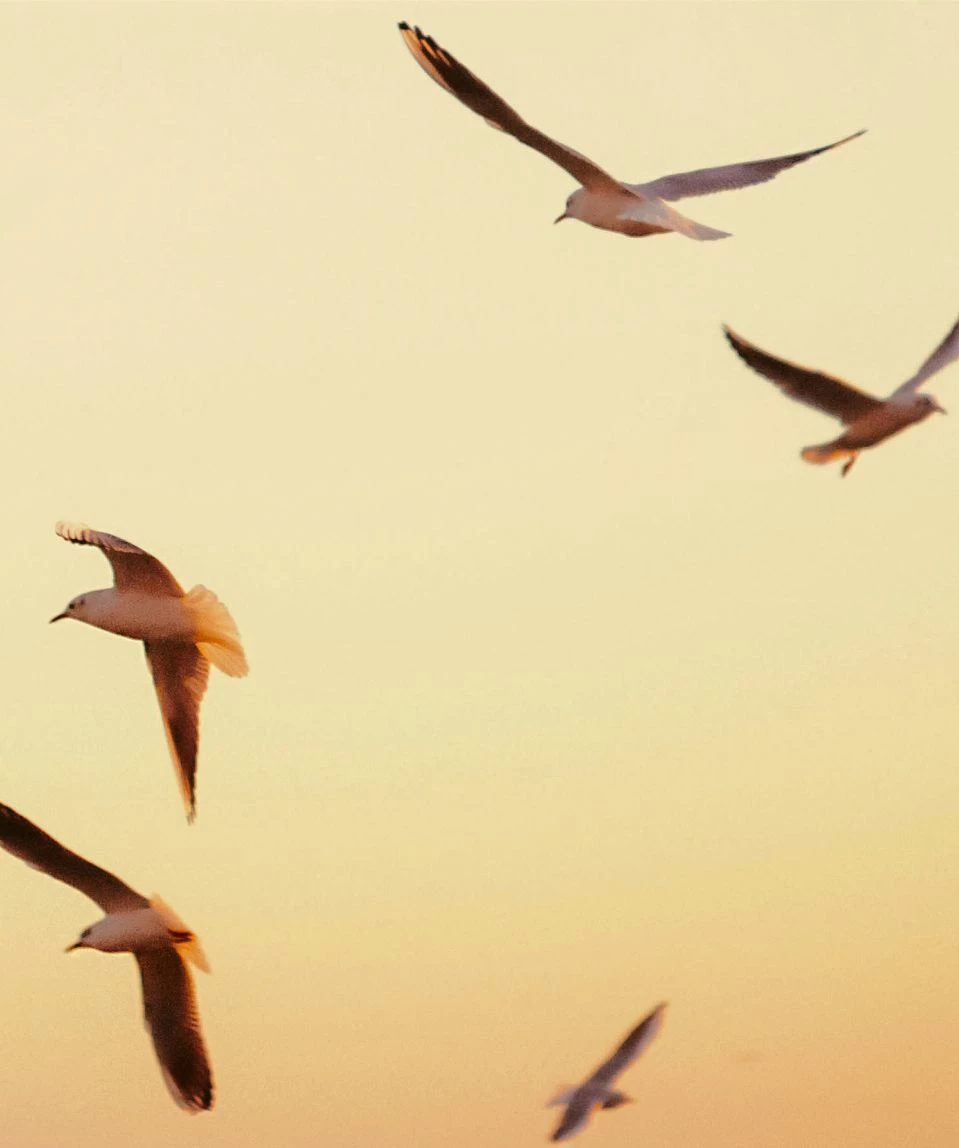 a group of birds flying in the sky