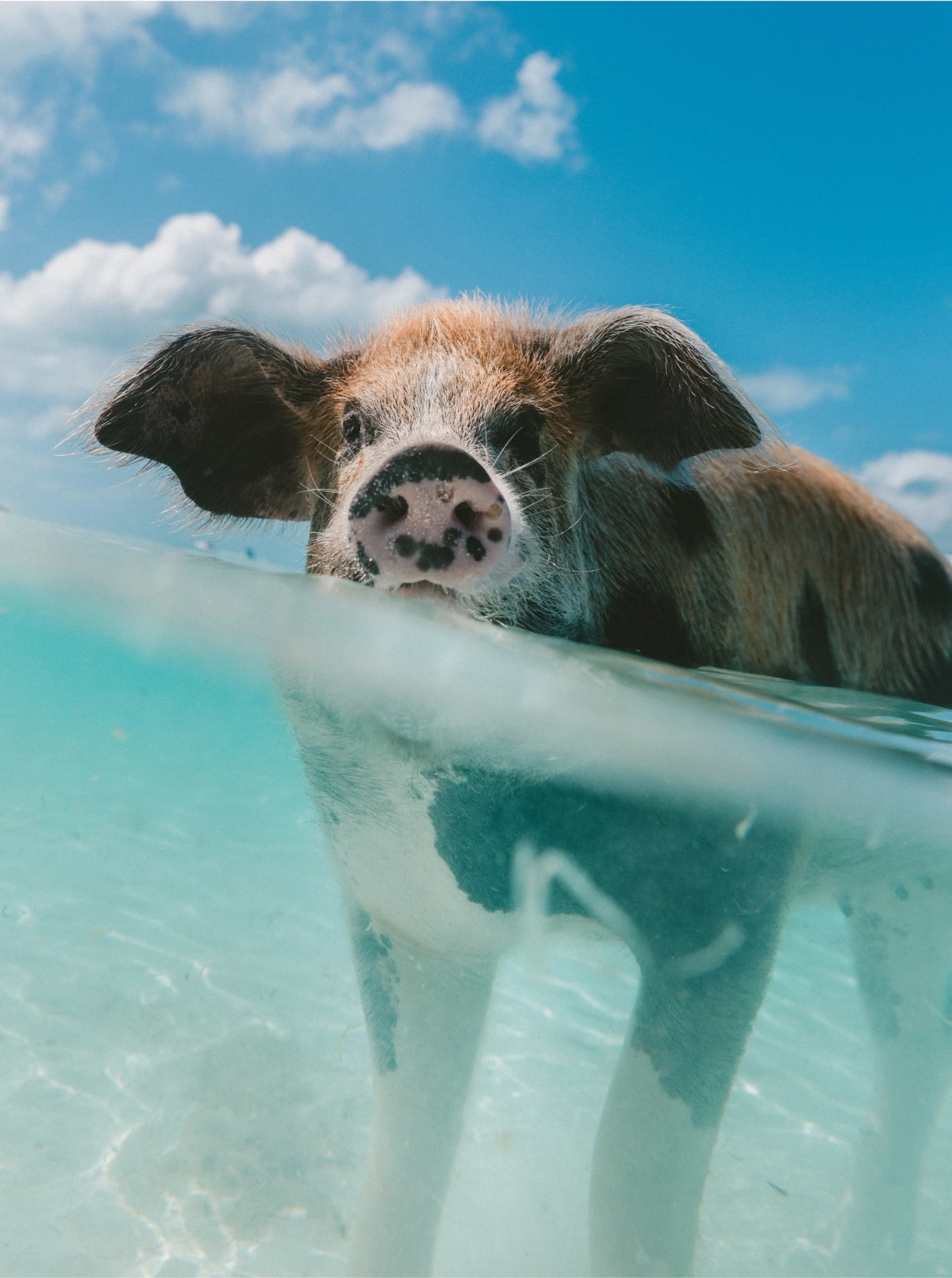 a bear swimming in water