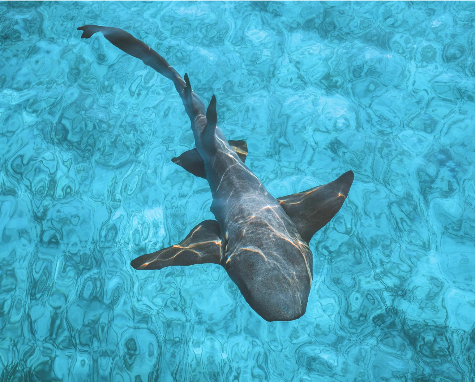 a sea animal swimming