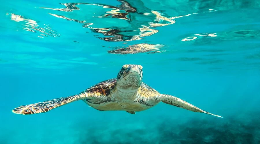 a seal swimming in water