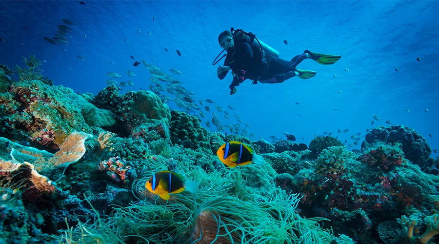 a scuba diver swimming next to a group of fish
