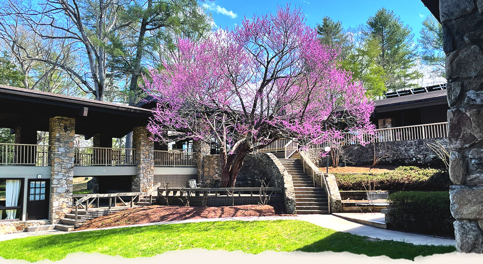 a tree with purple flowers in front of a building