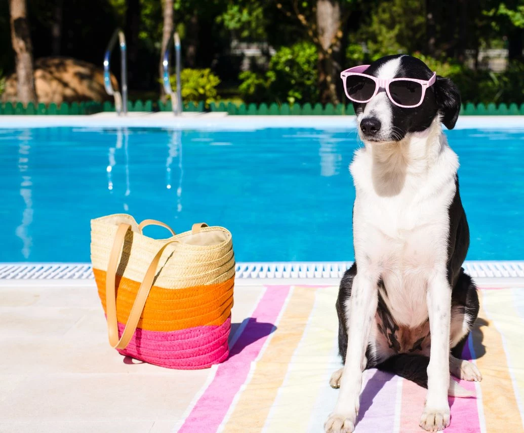 a dog sitting on a towel next to a pool