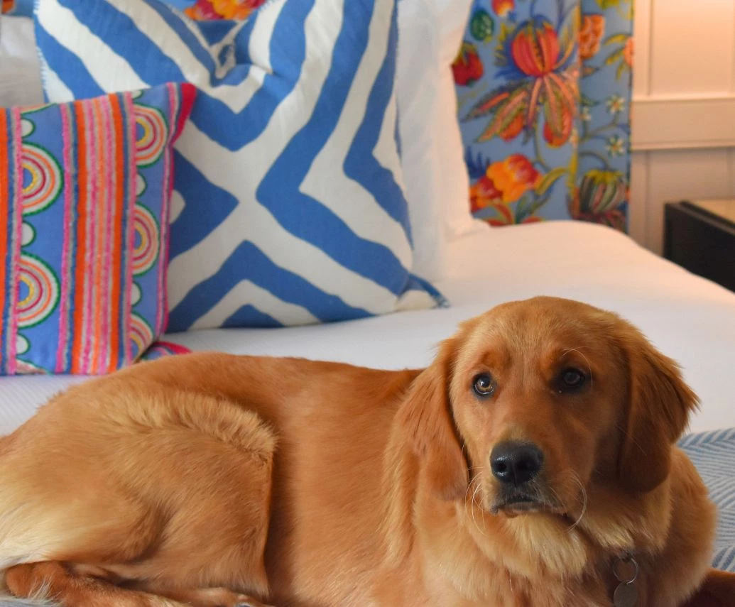 a dog lying on a bed