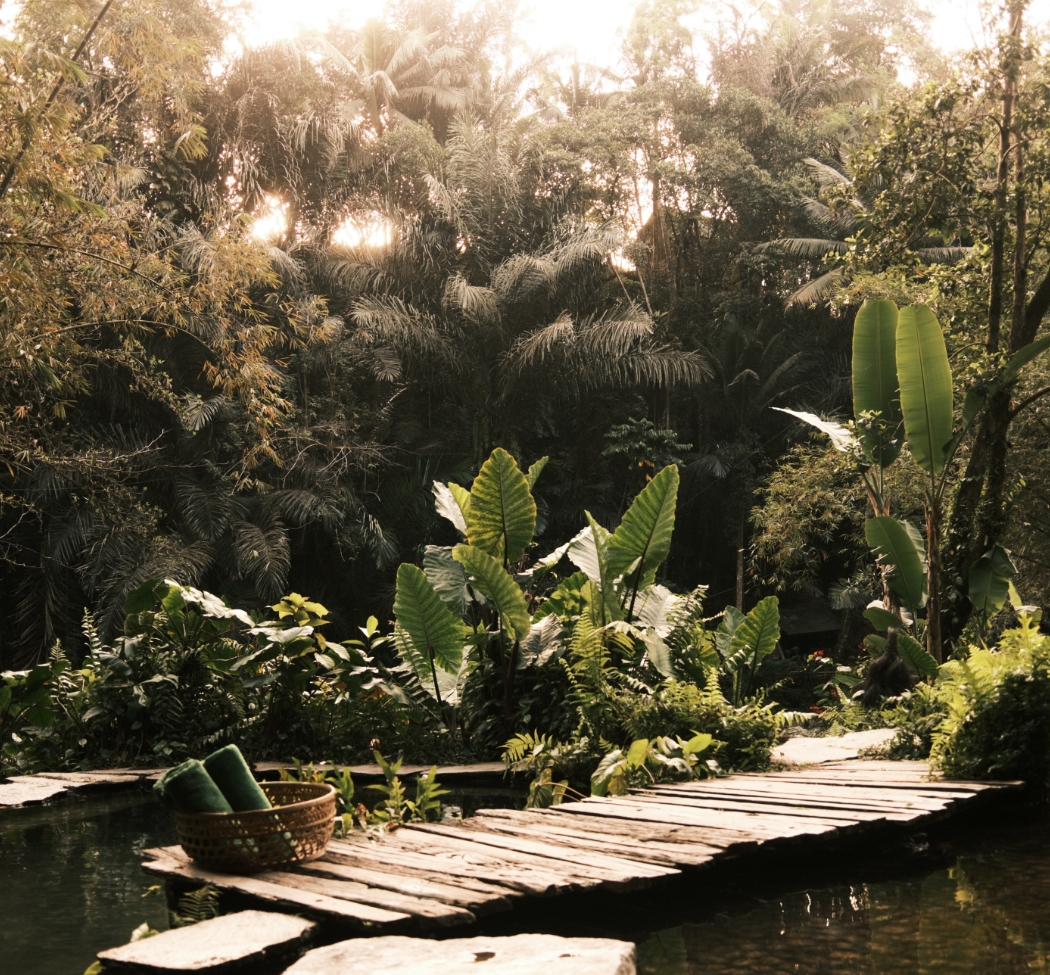 a wooden bridge over water with plants and trees