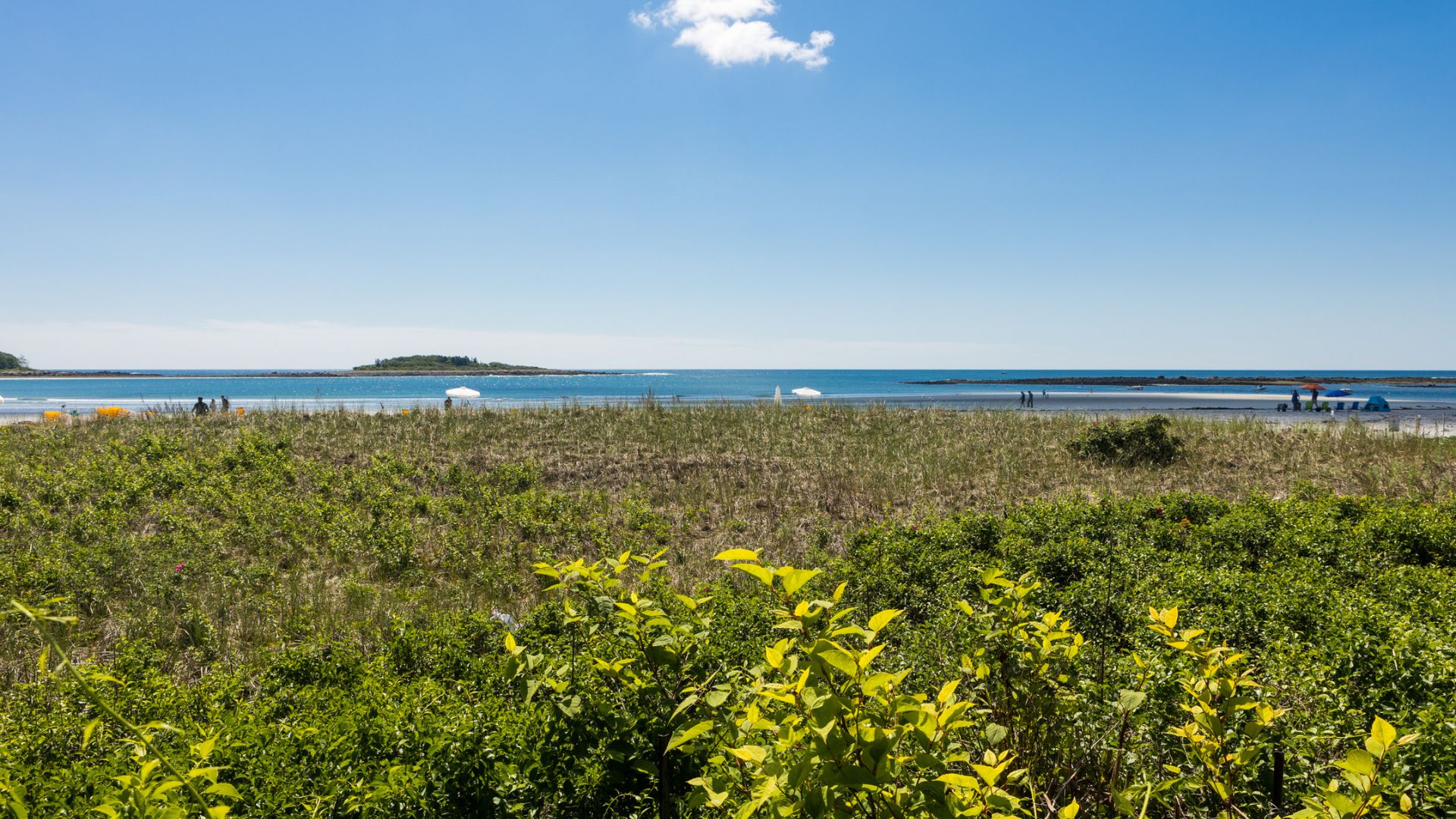 a grassy area with a body of water and a small island