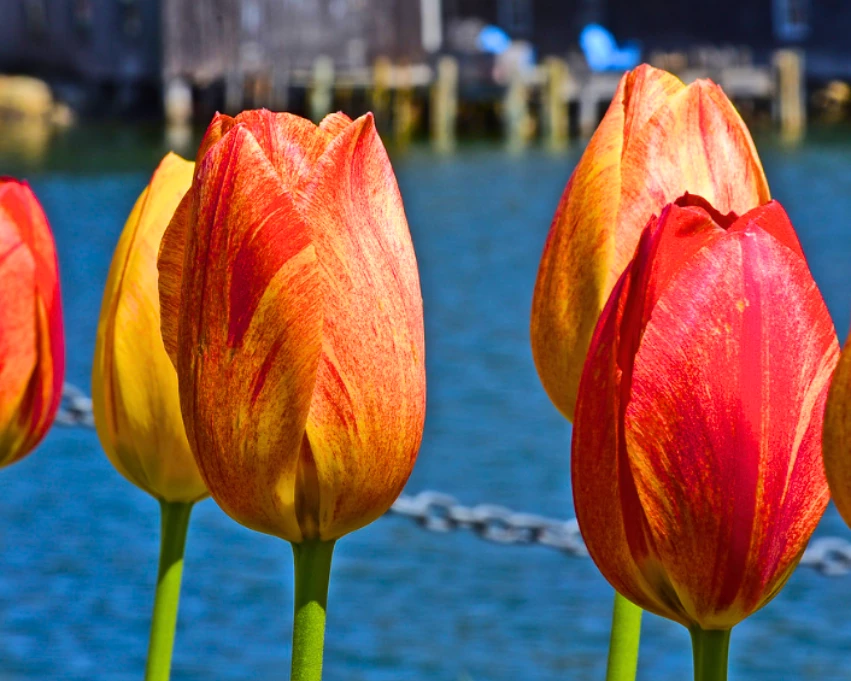 a group of tulips next to water