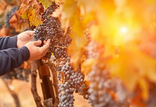 Closeup view of grapes and a hand touching them