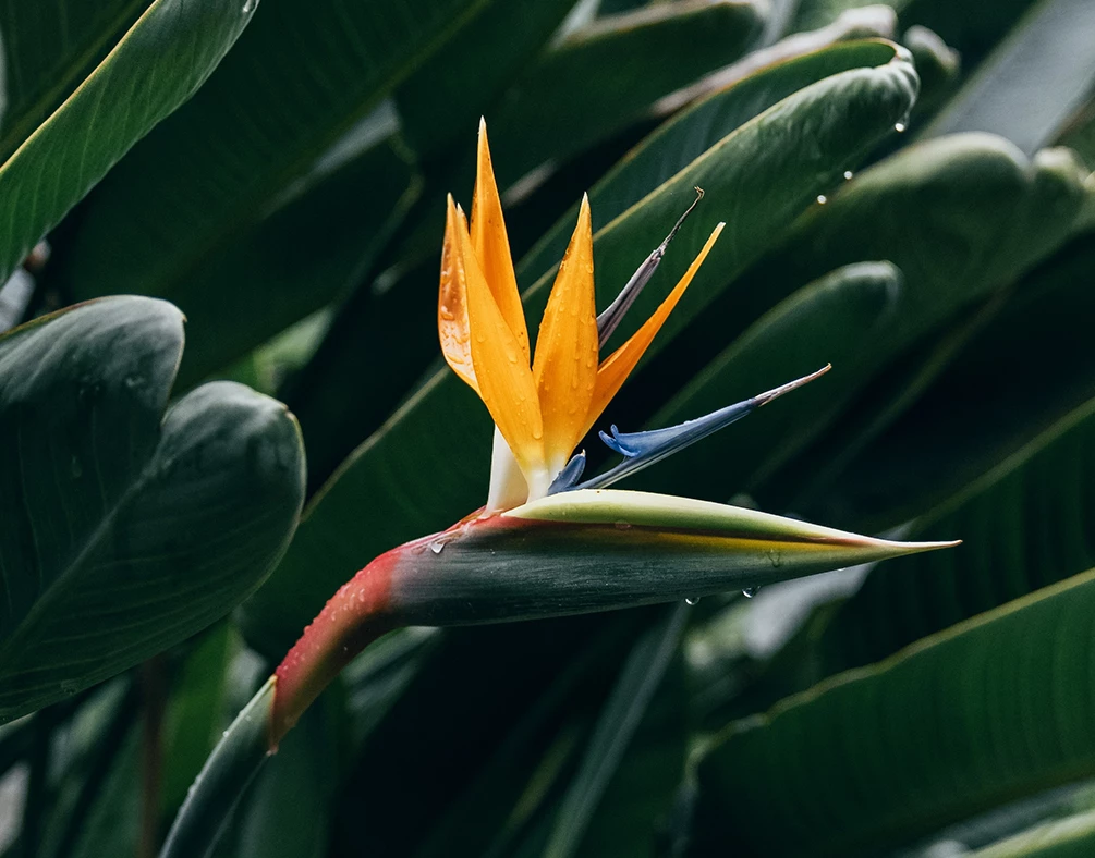 a yellow flower with a blue flower in the middle